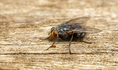 Flies Pest Control Services