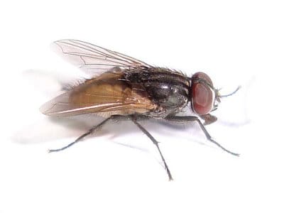 Fly Pest Control Services
