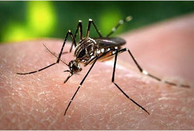 Mosquitoes Pest Control